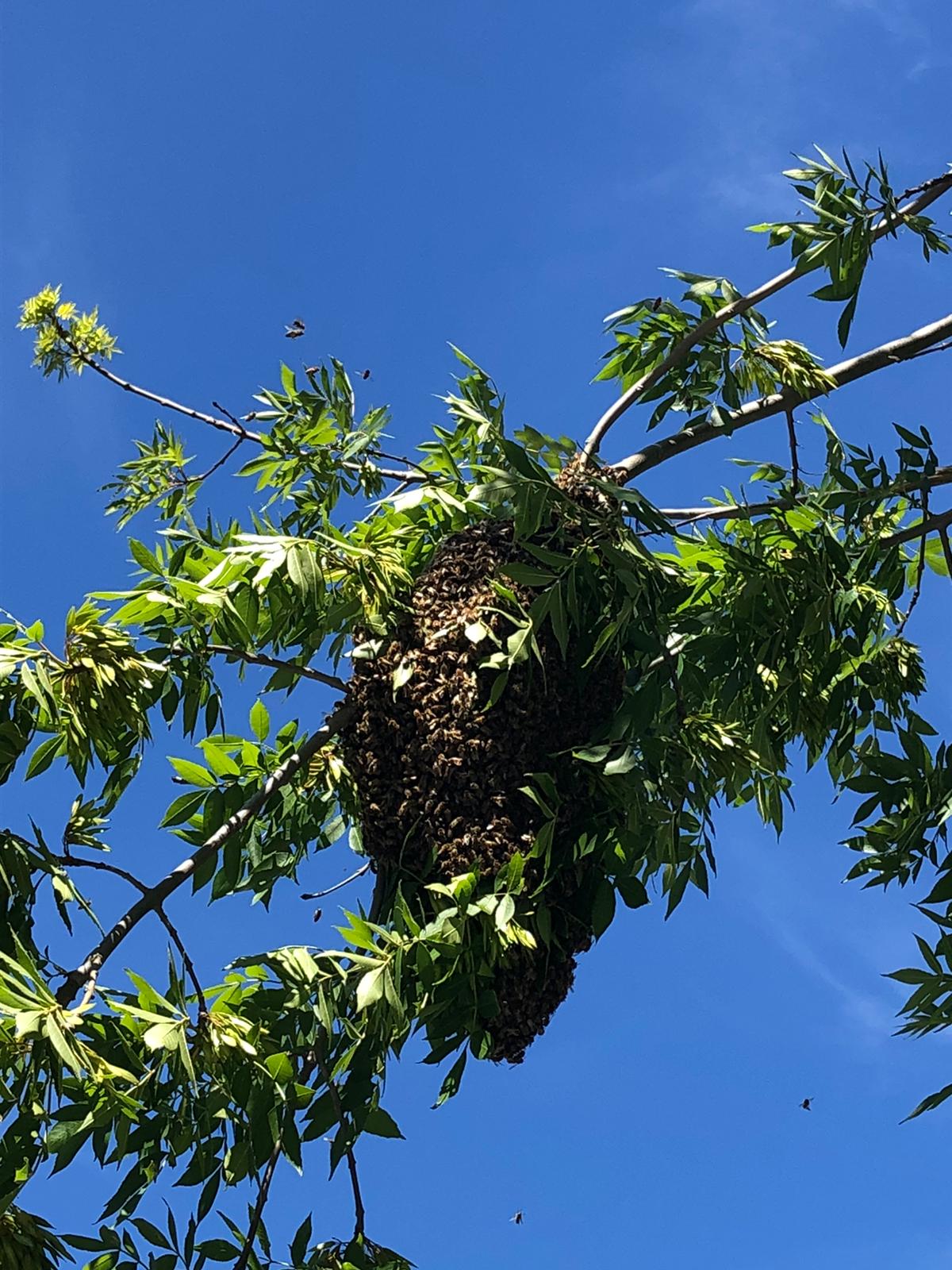 Bees Nest Removal London, Surrey & SE | Predator Pest Solutions